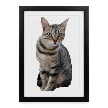 Chaton chat - Affiche encadrée (27 × 37 cm) - noir - Devant