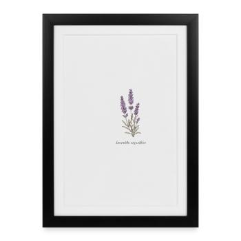 Illustration botanique lavande - Affiche encadrée (27 × 37 cm) - noir - Devant