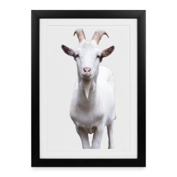 Portrait de chèvre de montagne blanche - Affiche encadrée (27 × 37 cm) - noir - Devant