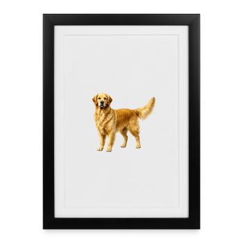 Golden Retriever - Affiche encadrée (27 × 37 cm) - noir - Devant