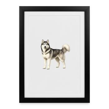 Portrait husky dans le brouillard - Affiche encadrée (27 × 37 cm) - noir - Devant