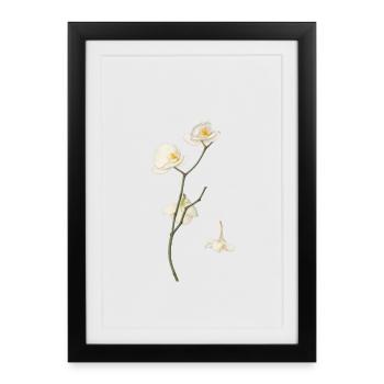 Élégante fleur d’orchidée blanche - Affiche encadrée (27 × 37 cm) - noir - Devant