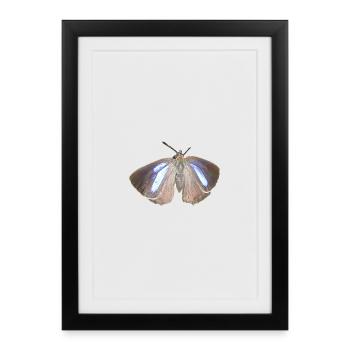 Purple hairstreak - Framed poster (27 × 37 cm) - black - Front
