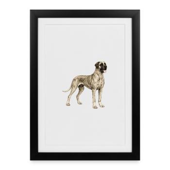 Illustration vintage de Dogue Allemand – Graphique classique de chien - Affiche encadrée (27 × 37 cm) - noir - Devant
