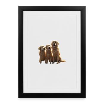 Trio des Trois Golden Retrievers - Affiche encadrée (27 × 37 cm) - noir - Devant