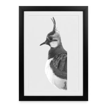 Lapwing Portrait - Framed poster (27 × 37 cm) - black - Front