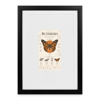 Butterfly Art Poster Nature Cycle - Framed poster (27 × 37 cm) - black - Front