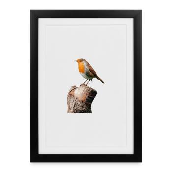Rouge-gorge - Affiche encadrée (27 × 37 cm) - noir - Devant