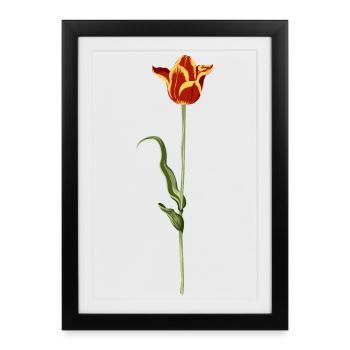 Tulipe du soir avec dégradé de couleurs chaudes - Affiche encadrée (27 × 37 cm) - noir - Devant