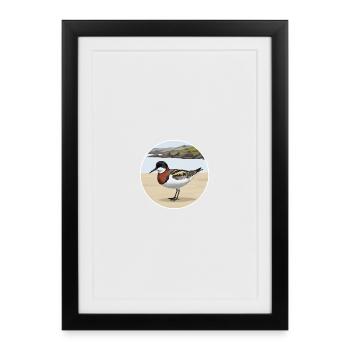 Odin's grouse Phalaropus lobatus - Framed poster (27 × 37 cm) - black - Front
