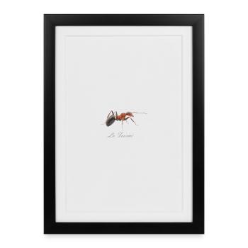 la fourmi - Affiche encadrée (27 × 37 cm) - noir - Devant