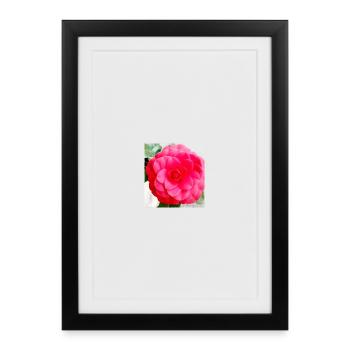 Intense Pink Camellia - Framed poster (27 × 37 cm) - black - Front