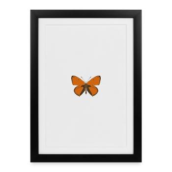 Papillons : Le Grand Papillon de Feu - Affiche encadrée (27 × 37 cm) - noir - Devant