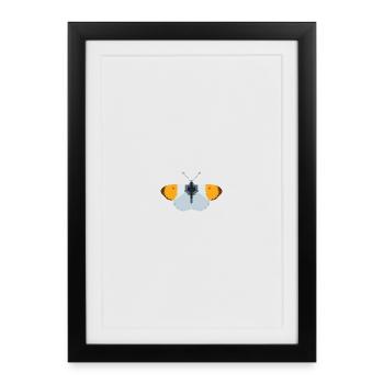 Papillons : Le papillon aurore - Affiche encadrée (27 × 37 cm) - noir - Devant