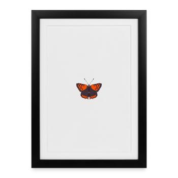 Butterflies: The Little Fire Butterfly - Framed poster (27 × 37 cm) - black - Front