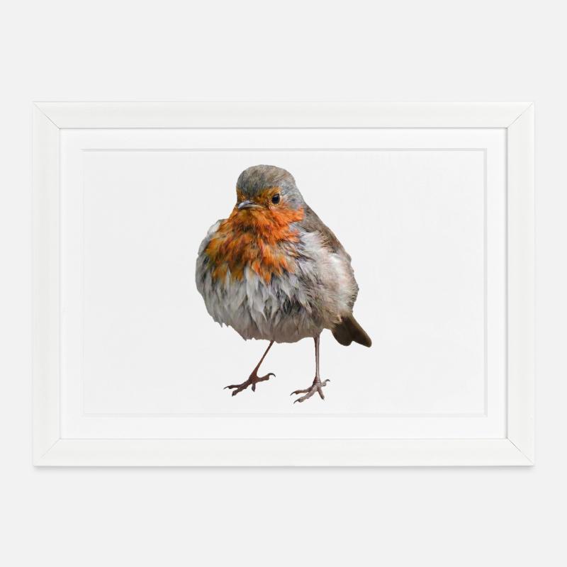 Zerzaustes Rotkehlchen - Gerahmtes Poster (37 × 27 cm) - Weiß