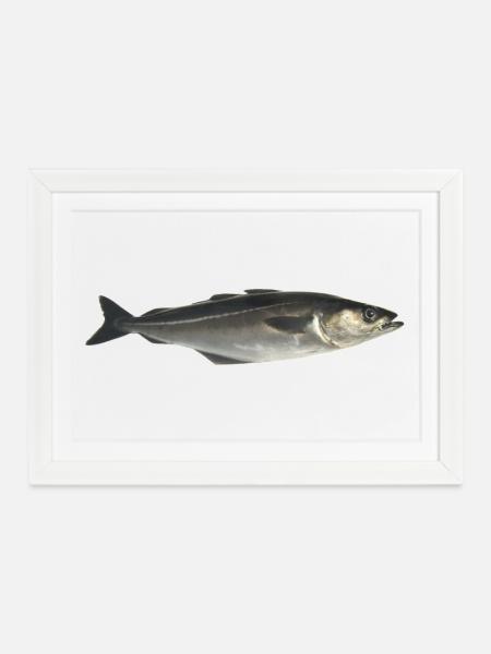 Fisch Pollack - Gerahmtes Poster (37 × 27 cm) - Weiß