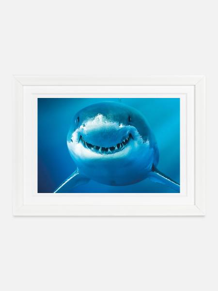 Lächelnder Hai unter Wasser - Gerahmtes Poster (37 × 27 cm) - Weiß
