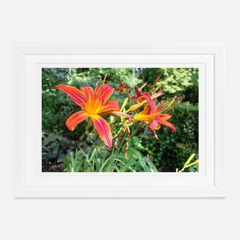 RED LILY WITH MORNING DEW - Framed poster (37 × 27 cm) - white