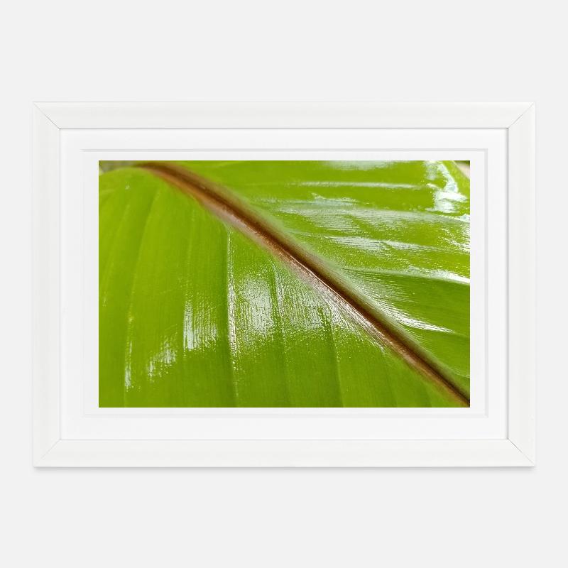 Banana tree - Framed poster (37 × 27 cm) - white