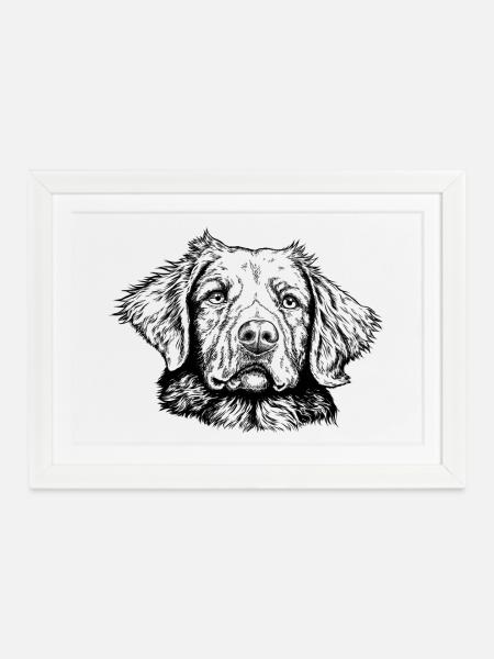 Nova Scotia Duck Tolling Retriever - Gerahmtes Poster (37 × 27 cm) - Weiß