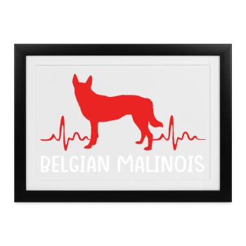Belgischer Malinois - Gerahmtes Poster (37 × 27 cm) - Schwarz - Vorne