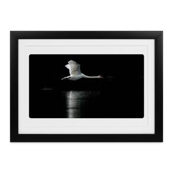 Fotomotiv Schwan im Flug dunkel - Gerahmtes Poster (37 × 27 cm) - Schwarz - Vorne