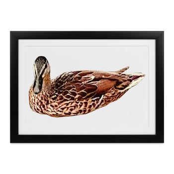 wasservögel, Stockente - Gerahmtes Poster (37 × 27 cm) - Schwarz - Vorne