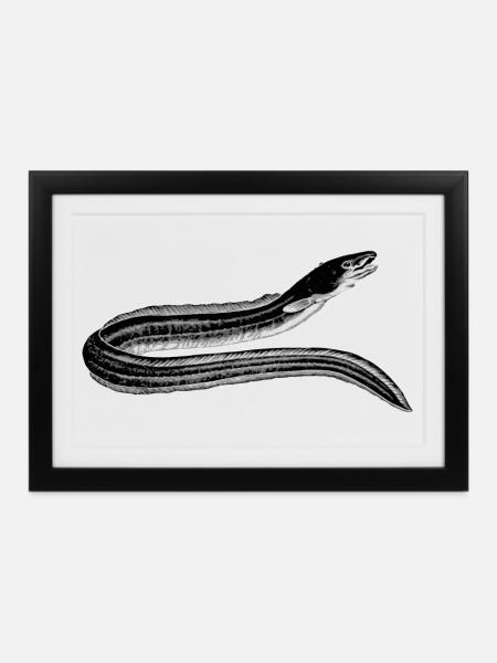 Aal - Gerahmtes Poster (37 × 27 cm) - Schwarz