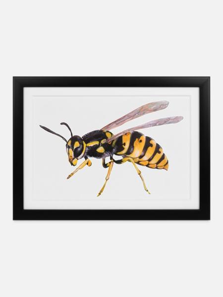 Wespe  - Gerahmtes Poster (37 × 27 cm) - Schwarz