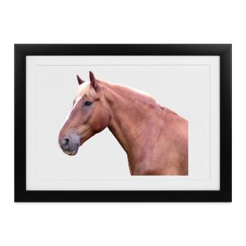 Pferdekopf Pferd Dressurpferd Pferderasse Reiter - Gerahmtes Poster (37 × 27 cm) - Schwarz - Vorne