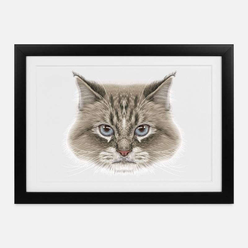 Sibirische Katze - Gerahmtes Poster (37 × 27 cm) - Schwarz