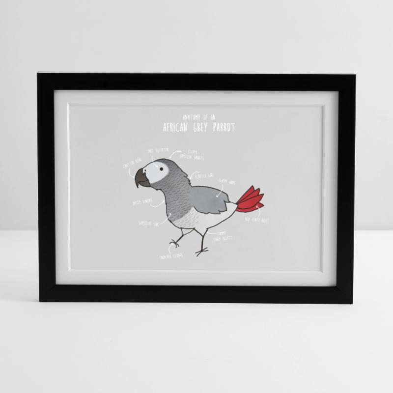 Anatomie du python royal Affiche encadrée (37 × 27 cm)
