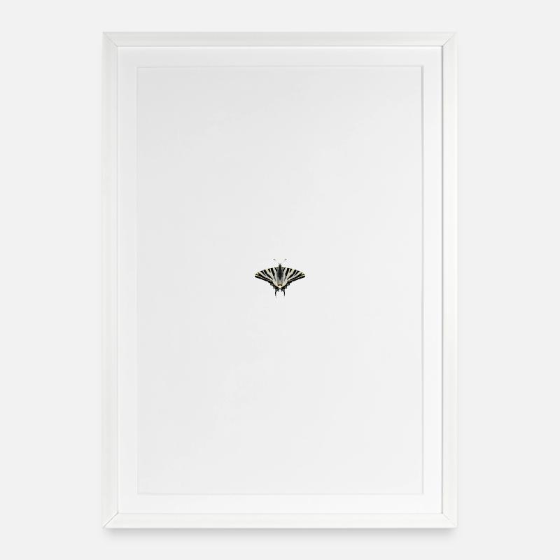 Papillons : Le Papillon Voile - Affiche encadrée (49 × 69 cm) - blanc