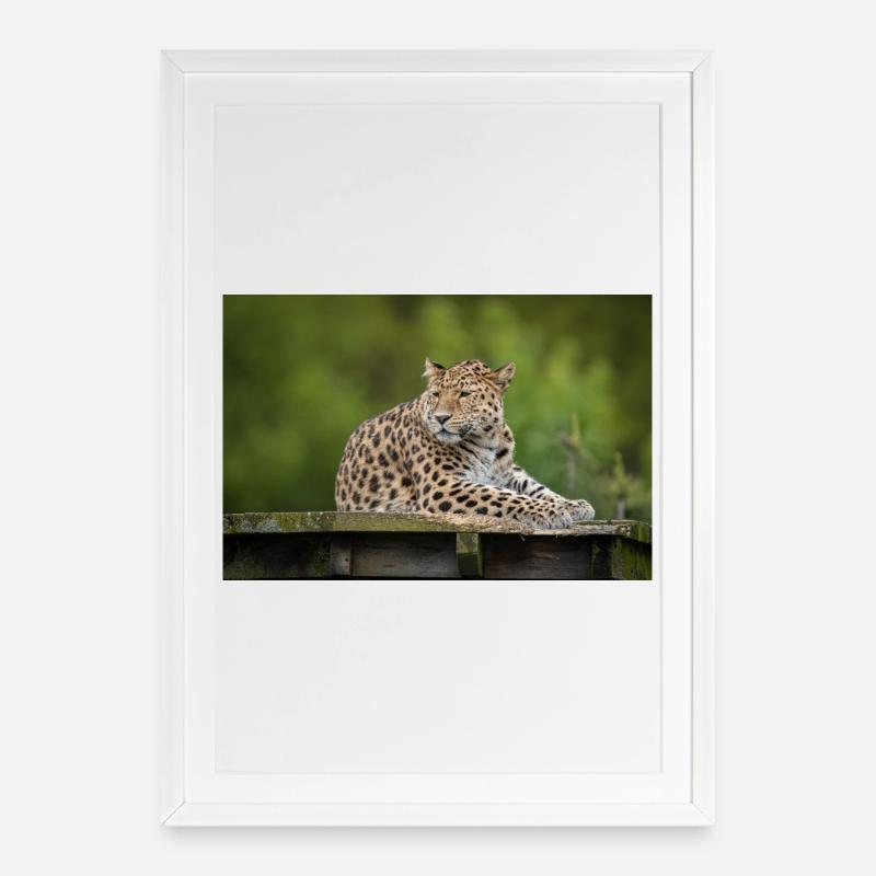 Leopard - Framed poster (49 × 69 cm) - white