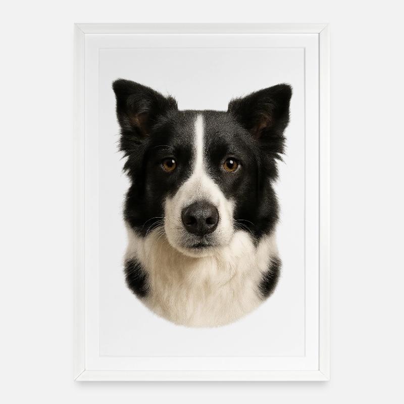 Border Collie Head Portrait - Framed poster (49 × 69 cm) - white