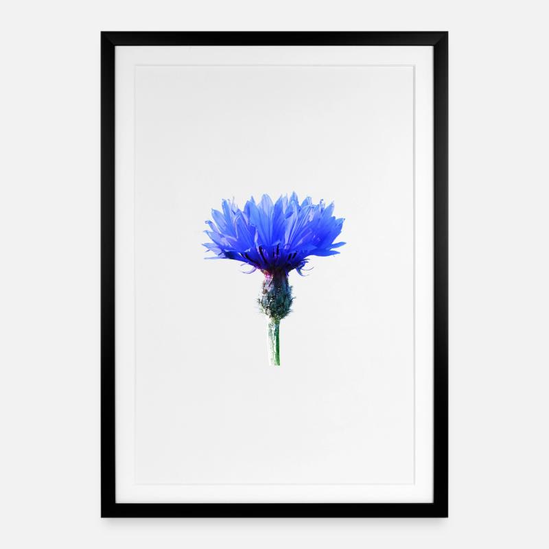 Bleuet - Affiche encadrée (49 × 69 cm) - noir