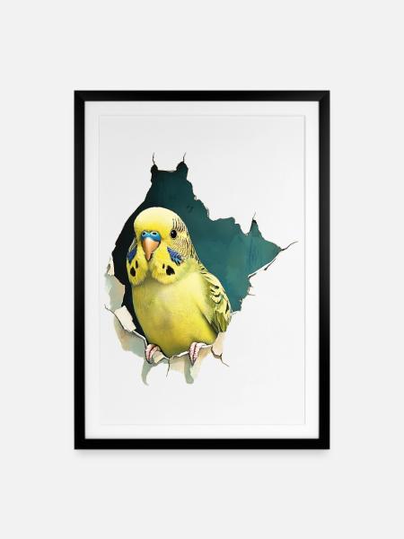 Wellensittich - Gerahmtes Poster (49 × 69 cm) - Schwarz