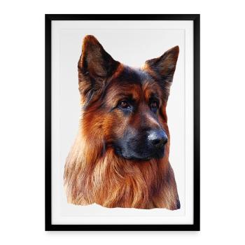 Altdeutscher Schäferhund Deutscher Schäferhund - Gerahmtes Poster (49 × 69 cm) - Schwarz - Vorne