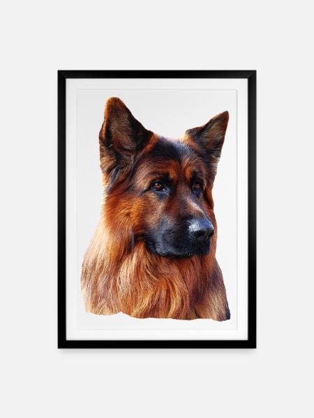 Altdeutscher Schäferhund Deutscher Schäferhund - Gerahmtes Poster (49 × 69 cm) - Schwarz