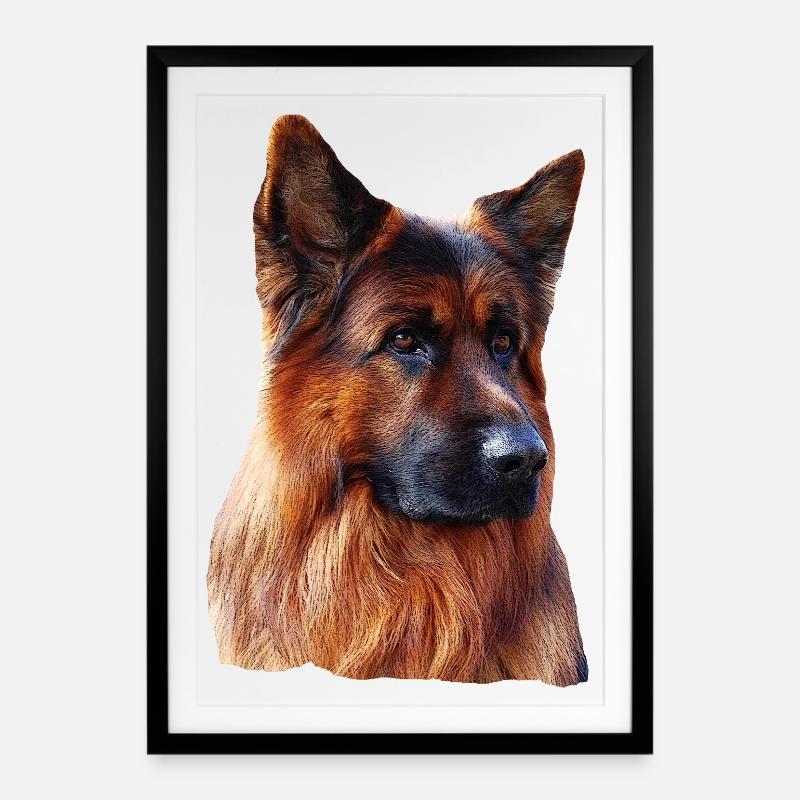 Altdeutscher Schäferhund Deutscher Schäferhund - Gerahmtes Poster (49 × 69 cm) - Schwarz