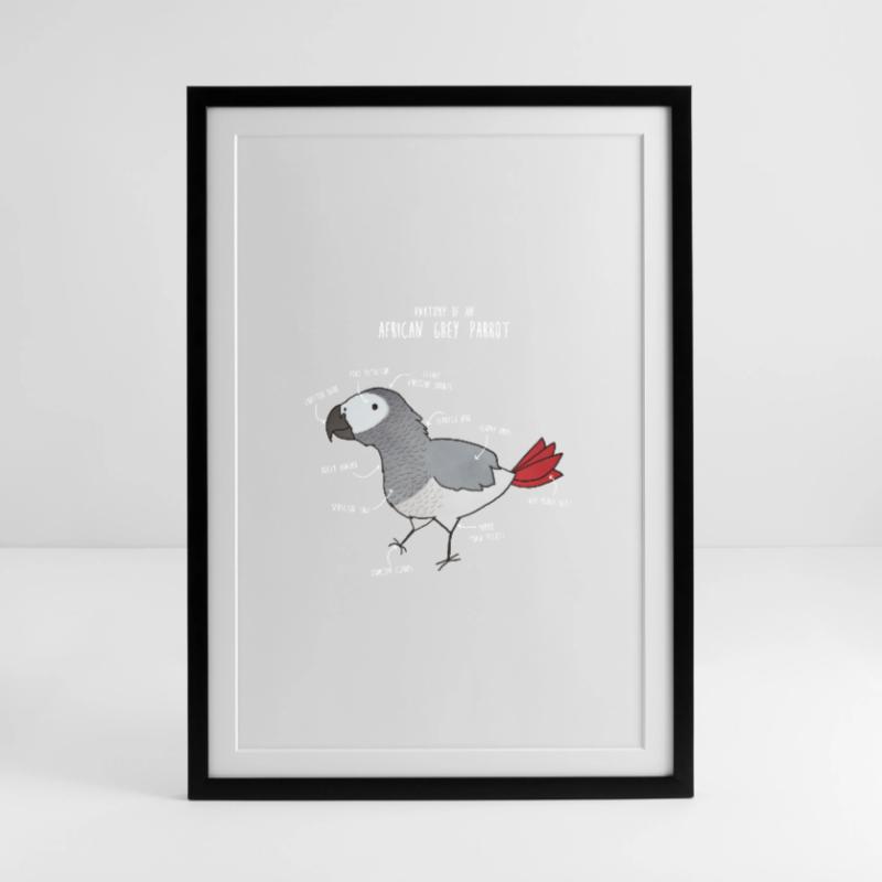 Ball Python Anatomy Framed poster (49 × 69 cm)