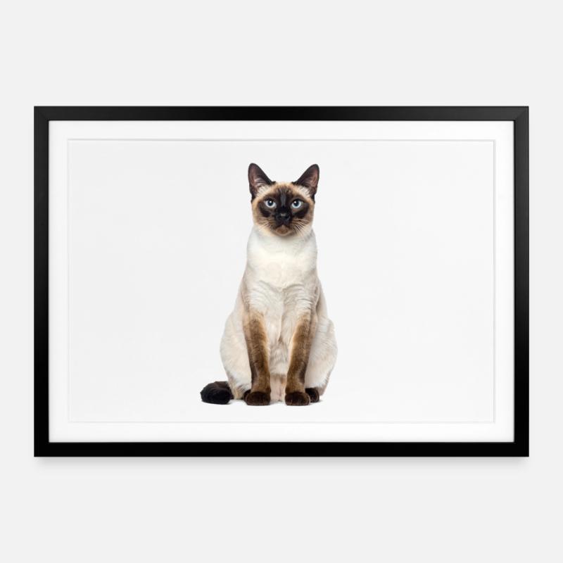 Siam Cat – Édition Good Pet - Affiche encadrée (69 × 49 cm) - noir