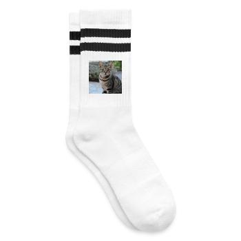 Katze Kätzchen Poster quadratisch Katzenposter - Gestreifte Tennissocken - Weiß/Schwarz - Rechts