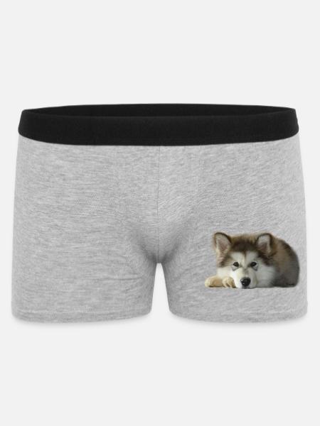 Chiot malamute Maia - Boxer Homme - gris chiné