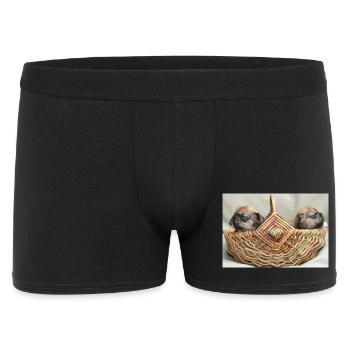 Bouledogues français deux chiots mignons - Boxer Homme - noir - Devant