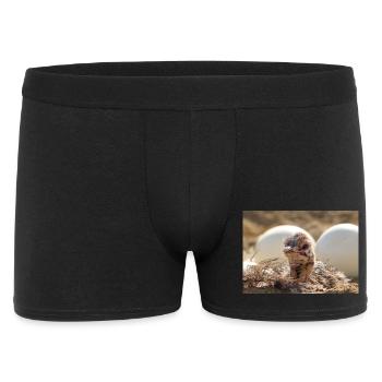 Curious chick in the nest - Men's Boxer Shorts - black - Front