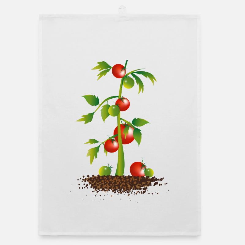 Plant de tomate Torchon bio