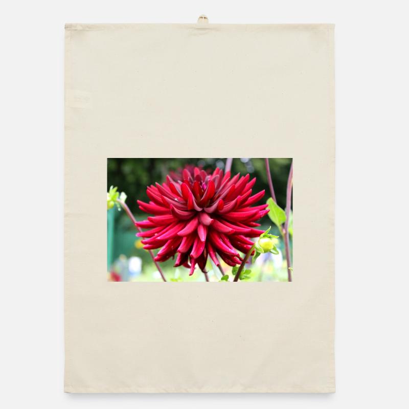 Dahlia Fleur Rouge, Fleur Torchon bio