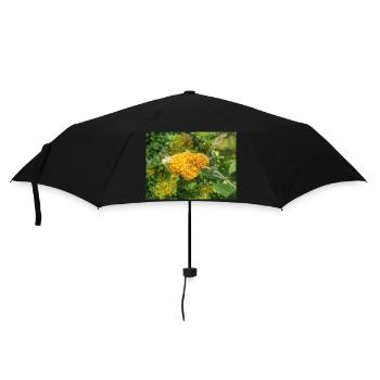 buddleia, butterfly bush or summer lilac 'Sungold' - Umbrella (small) - black - Front